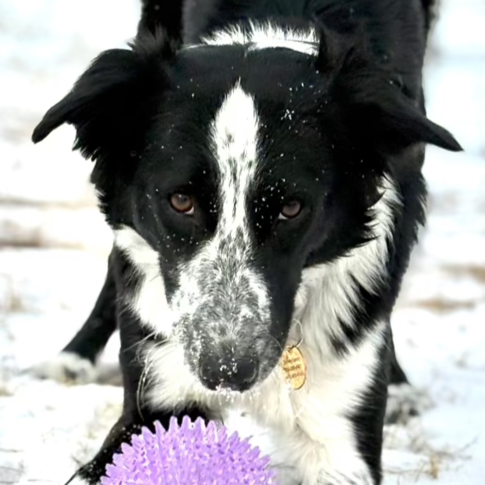 Canine Energetic Evaluation