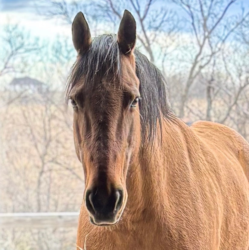 Equine Energetic Evaluation®