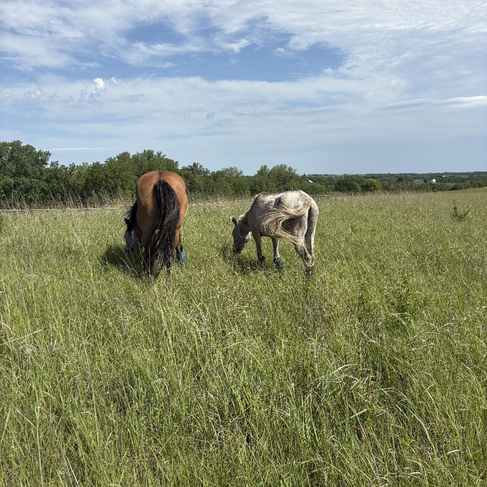 Holistic Health Consultation