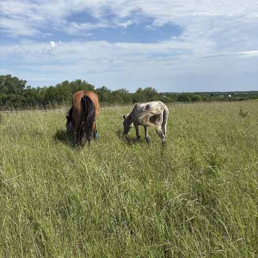 Holistic Health Consultation